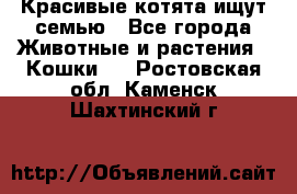 Красивые котята ищут семью - Все города Животные и растения » Кошки   . Ростовская обл.,Каменск-Шахтинский г.
